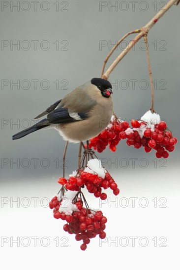 Bullfinch, female picking Common Snowball berries, Lower Saxony, Germany (Turdus merula)