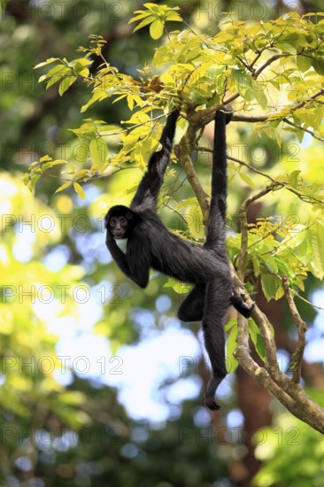 Black red-faced spider monkey (Ateles paniscus)