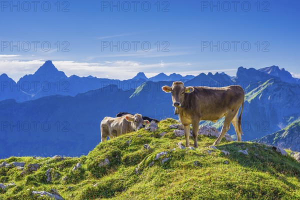 Young cattle, Allgaeuer Braunvieh, domestic cattle breed (Bos primigenius taurus), on an alpine