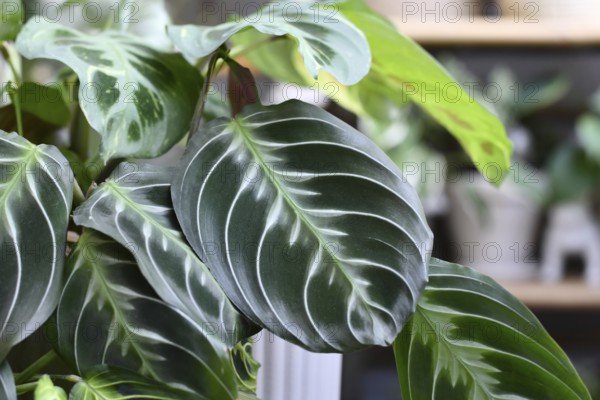 Beautiful striped leaf of exotic 'Maranta Leuconeura Cat Moustache' houseplant