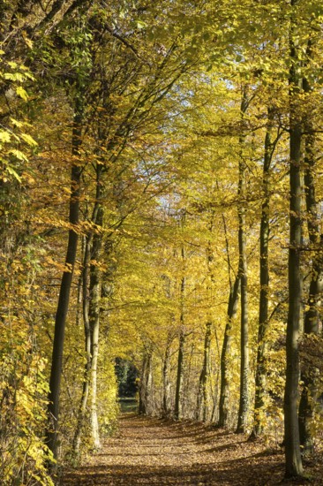 Path in the autumnally discoloured beech forest, Ahaus, Münsterland, North Rhine-Westphalia,