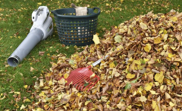 Remove withered leaves, autumn leaves in the garden, Schleswig-Holstein, Germany, Europe