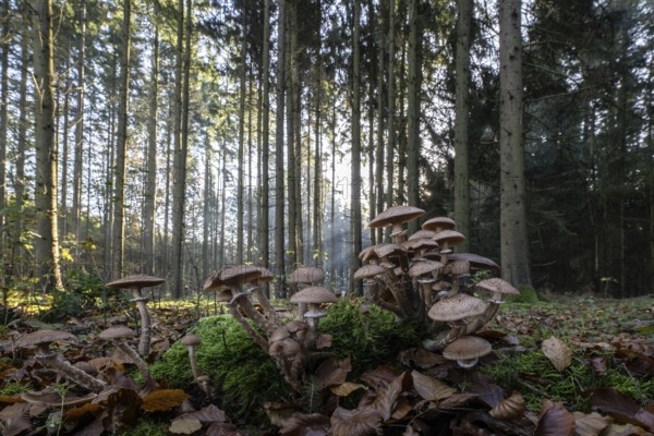 Armillaria polymyces (Armillaria ostoyae) in the forest, Emsland, Lower Saxony, Germany, Europe