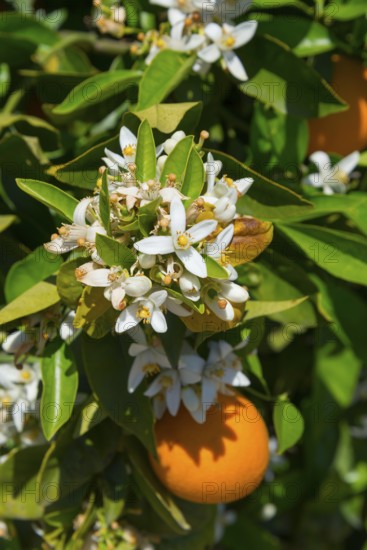 Close-up of white flowers with oranges and green leaves, orange trees near Skala, Laconia,