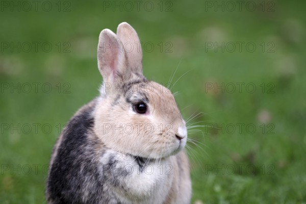 Rabbit (Oryctolagus cuniculus domesticus), animal, portrait, cute, Nice close-up of domestic rabbit