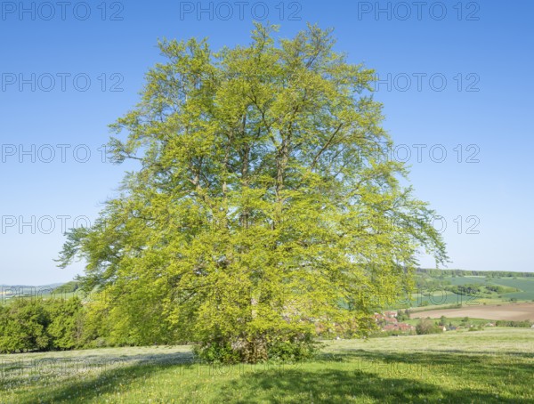 European beech (Fagus sylvatica), solitary in spring standing in a meadow with dandelion (Taraxacum