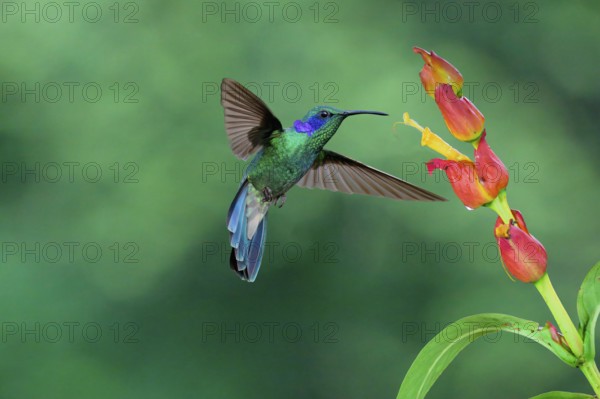 Flying Lesser violet-ear Hummingbird (Colibri cyanotus), Costa Rica, Central America