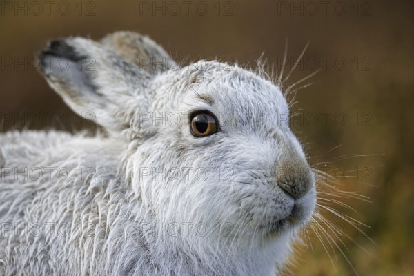 Mountain hare, alpine hare, snow hare (Lepus timidus) in white winter pelage resting in the hills