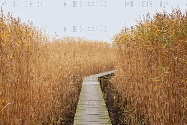 Low water, reeds, boardwalk, mudflats, Dollart, Nieuwe Statenzijl, Netherlands