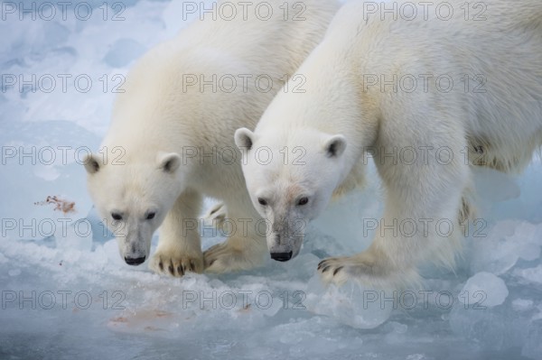 Polar bears (Ursus maritimus) on the pack ice at 82 degrees north, mother with cubs, Svalbard