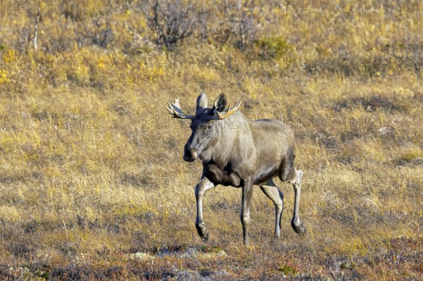 Moose, elk (Alces alces), adult bull, male foraging on the tundra in autumn, fall, Sweden,