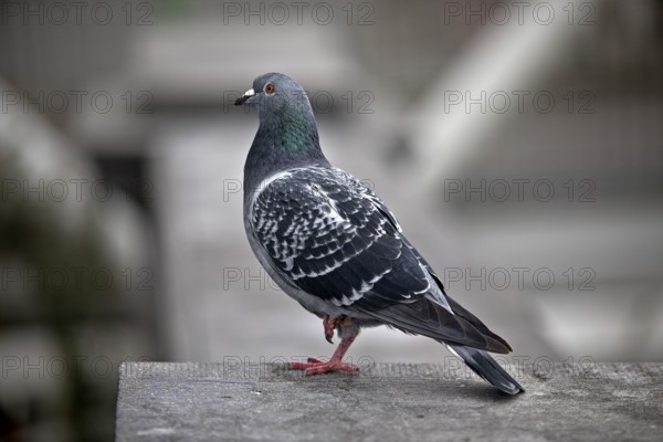 Pigeon (Columbidae) in an urban environment, Brussels, Belgium, Europe