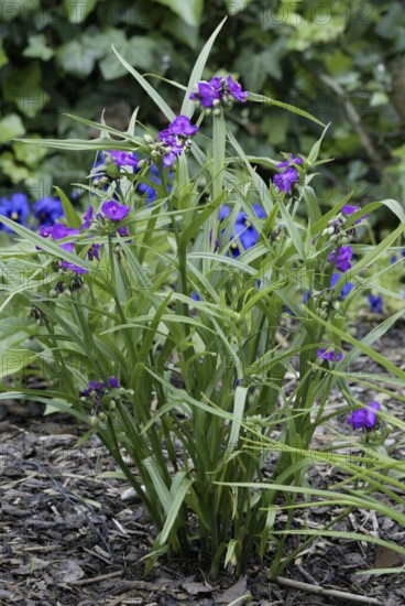 Spiderwort (Tradescantia), Commelinaceae