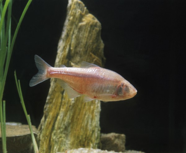 Astyanax mexicanus, Cavefish, Cavefish, Other animals, Fish, Animals, Tetra, MEXICAN TETRA OR BLIND
