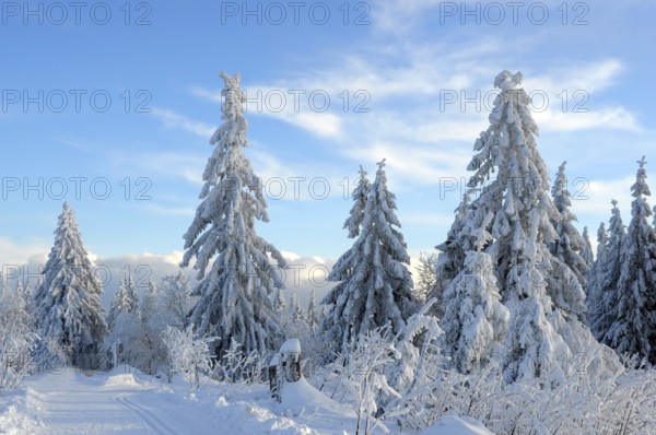 Black Forest, Black Forest in winter, spruce forest, Black Forest High Road, snowy landscape, at