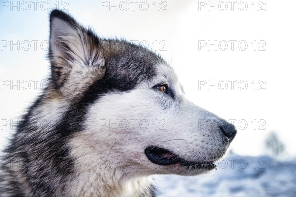 Alaskan malamute close-up of the head