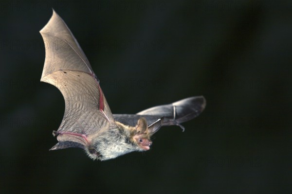 Bechstein's Bat (Myotis bechsteinii), Germany, Europe