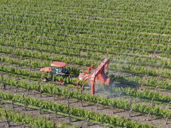 Farm tractor spraying pesticides and insecticides herbicides over green vineyard field. Napa