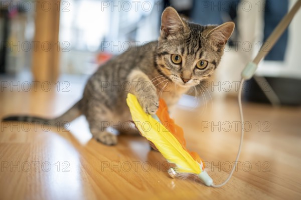 Kitten playing on a wooden floor with a colourful feather toy