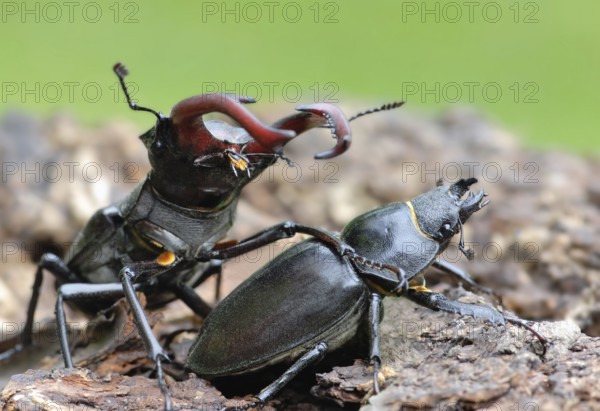 Stag beetle mating
