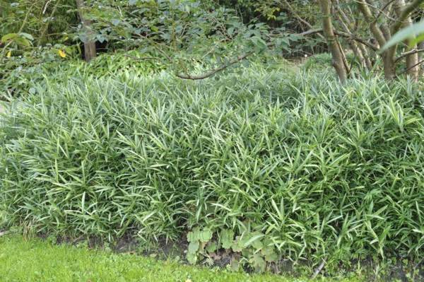 Fortune's shoot bamboo (Pleioblastus variegatus), Rhodo 2014, 81