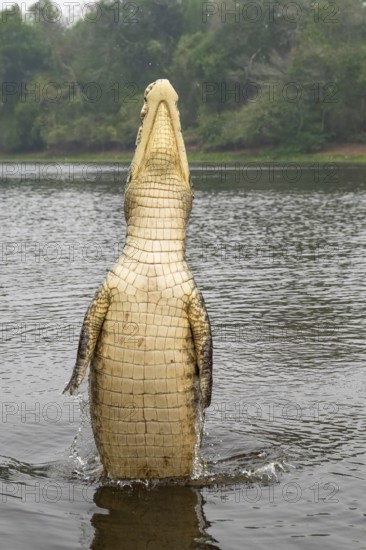 Spectacled caiman (Caiman crocodilus yacara), Crocodile (Alligatoridae), crocodile (Crocodylia),