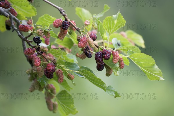 Black Mulberry (Morus nigra) Tree, branch with fruits, Bulgaria, Europe