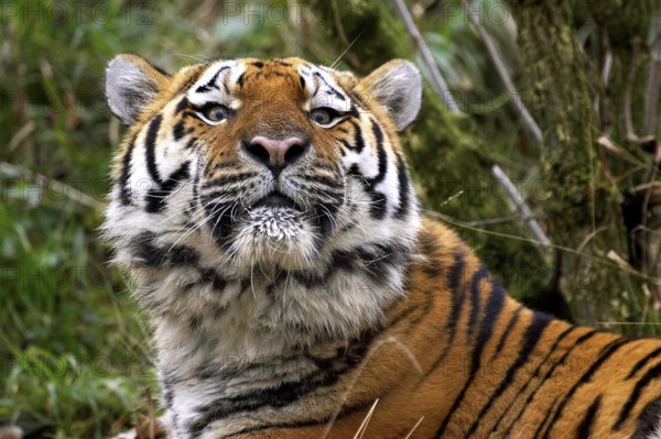 Siberian Tiger (panthera tigris altaica)