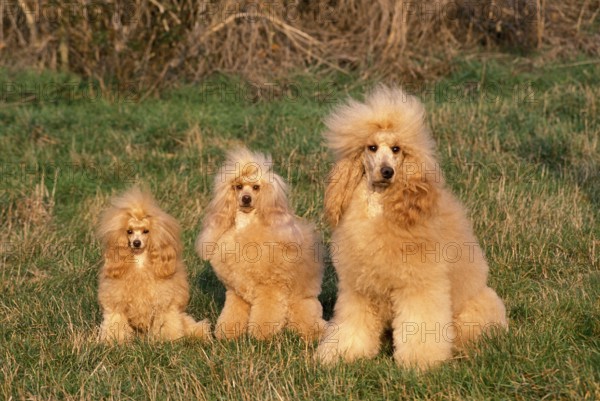 Apricot Toy, Standard and Giant Poodle sit on grass