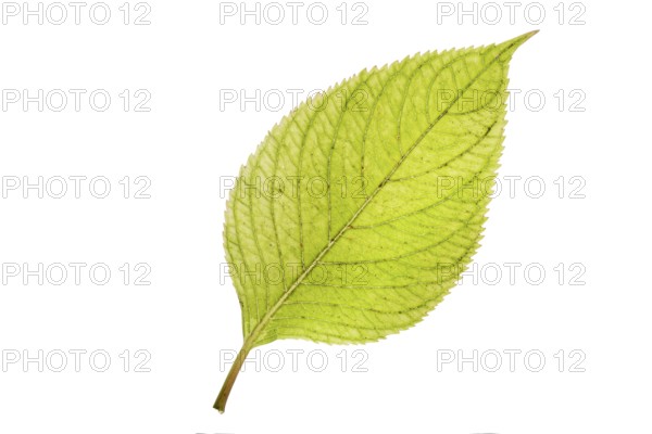 Hydrangea leaf with autumn colours, free-standing