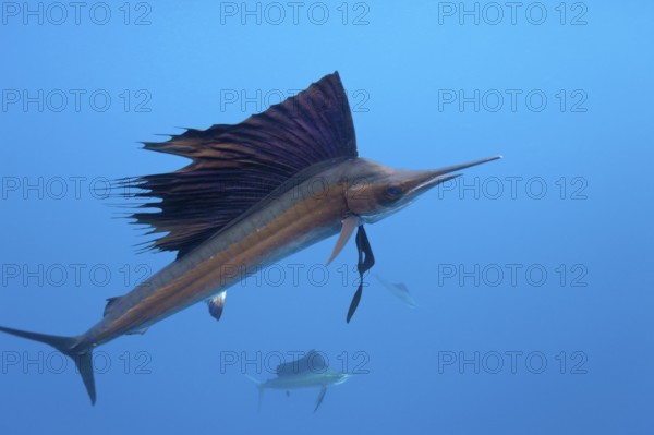 Atlantic Sailfish, Isla Mujeres, Yucatan Peninsula, Mexico (Istiophorus albicans), Spearfish,