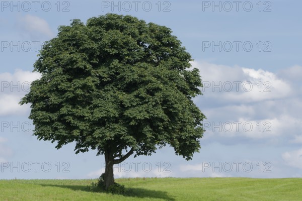 Horse-chestnut (Aesculus hippocastanum) in a meadow, calming image, screensaver, meditation,