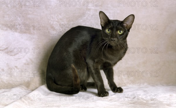 Havana Brown Domestic Cat
