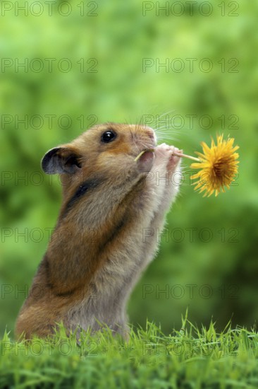 Golden hamster (Mesocricetus auratus) with flower