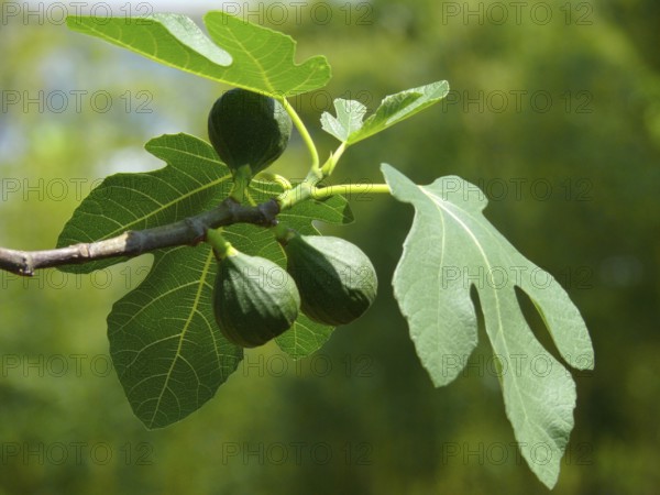 Bavarian Fig, Violetta Ficus carica, common fig (Ficus carica)
