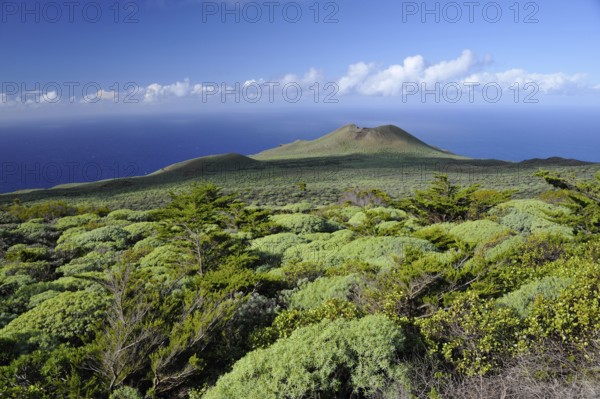 Juniper tree grove, El Sabinar, El Hierro, Canary Islands, Juniper, Spain, Europe