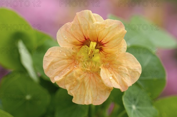 Nasturtium 'Tip top apricot' (Tropaeolum majus)