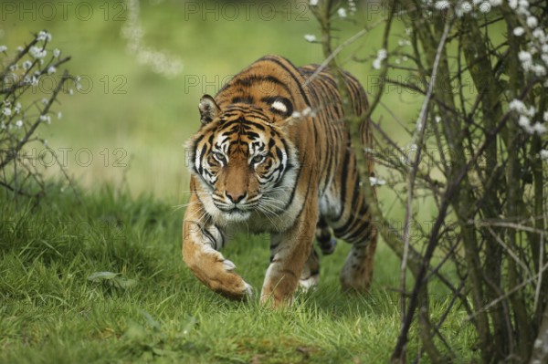 Sumatran Tiger (panthera tigris sumatrae)