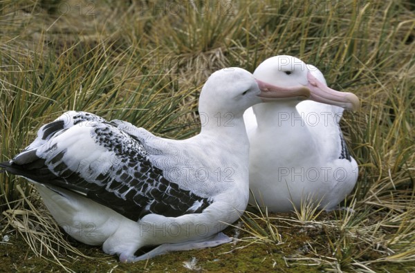 Southern southern royal albatross (Diomedea epomophora), pair courtship, Antarctica