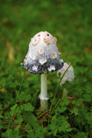 Crested tintinnabuli, mushrooms, tintinnabuli