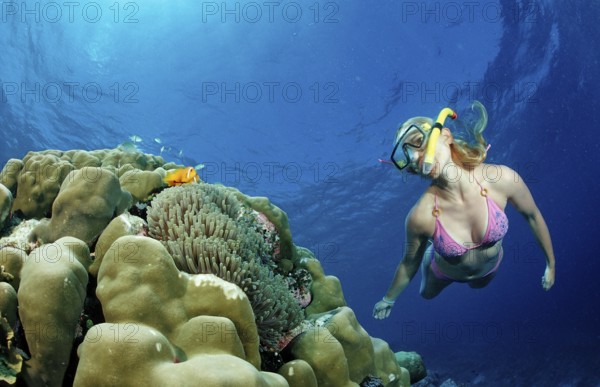 Snorkeller and Maldives anemonefish, Amphiprion nigripes, Maldives, Indian Ocean, Meemu Atoll, Asia