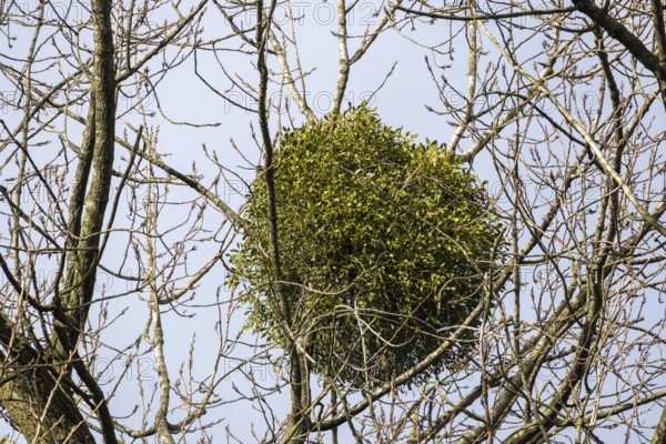 European mistletoe in a tree