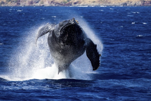 Closeup of large whale jumping head-on out of blue water