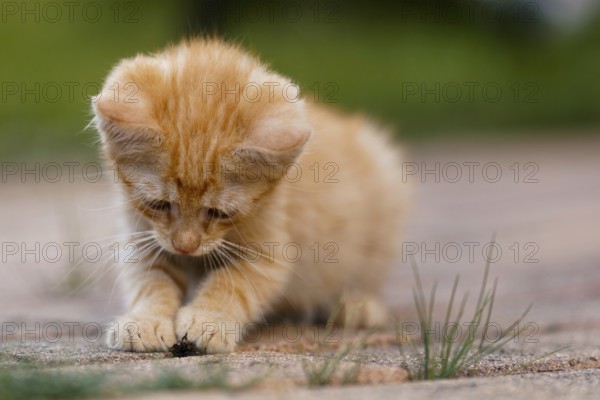 Cute little red kitten playing outdoors. Portrait of a red kitten in the garden. Tabby funny red