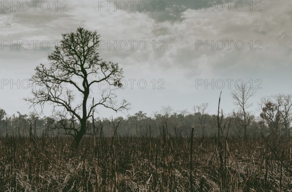 Silhouette of a lonely leafless tree in the rainforest jungle on a burnt land for deforestation.
