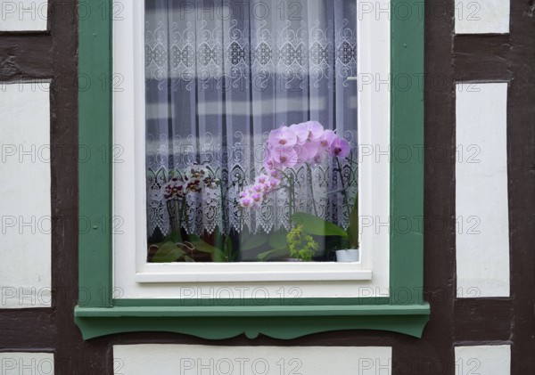 Stolberg orchid flowers window in Harz mountains of Germany
