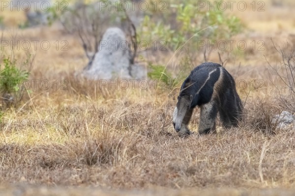 Giant anteater (Myrmecophaga tridactyla), at dusk, in front of sunrise, Pantanal, inland, wetland,