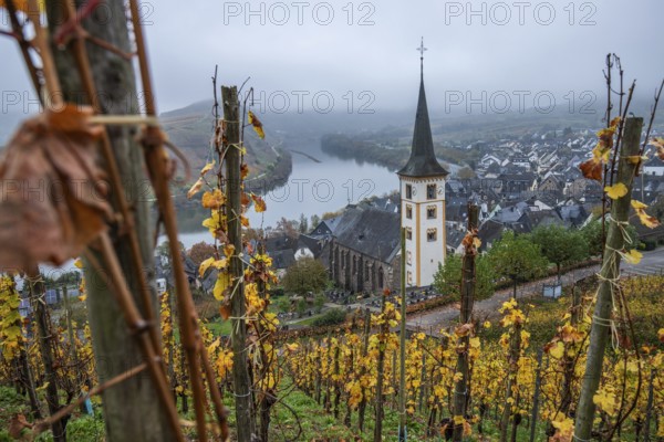 River in the mist meanders in a 180 degree loop through a valley between vineyards. A great