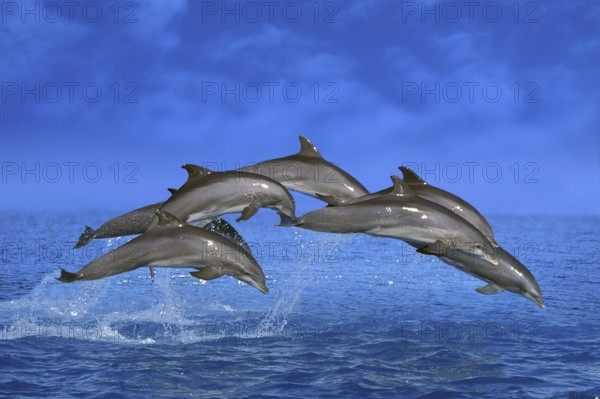 Bottlenose dolphins (Tursiops truncatus), page
