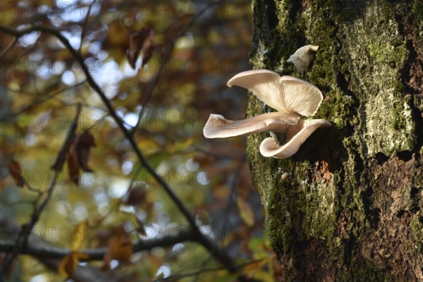 Oyster mushrooms (Pleurotus ostreatus) on a tree in autumn forest of the Hunsrück-Hochwald National